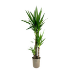 Arborele vietii - Yucca elephantipes - Înălţime 130-140cm - ⌀24cm