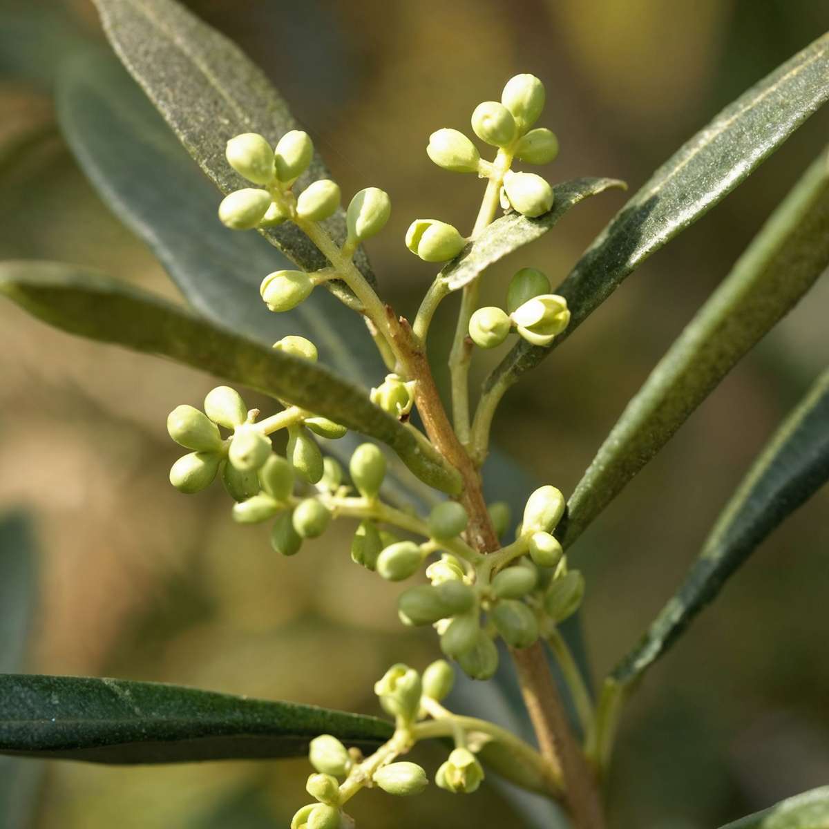 Măslin - Olea europaea - Înălţime 155-170cm - ⌀19cm