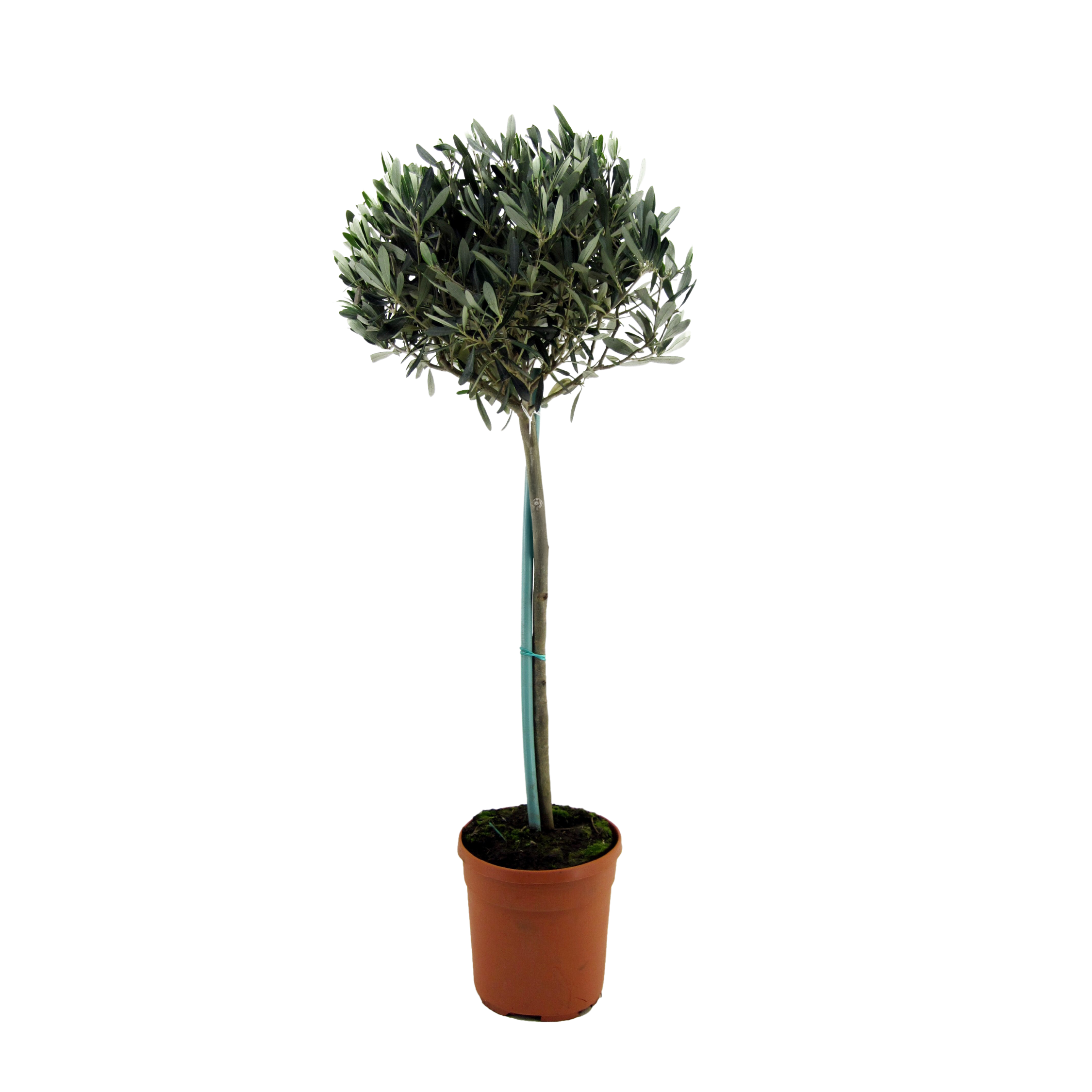 Măslin - Olea europaea - Înălţime 155-170cm - ⌀19cm