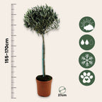 Măslin - Olea europaea - Înălţime 155-170cm - ⌀19cm