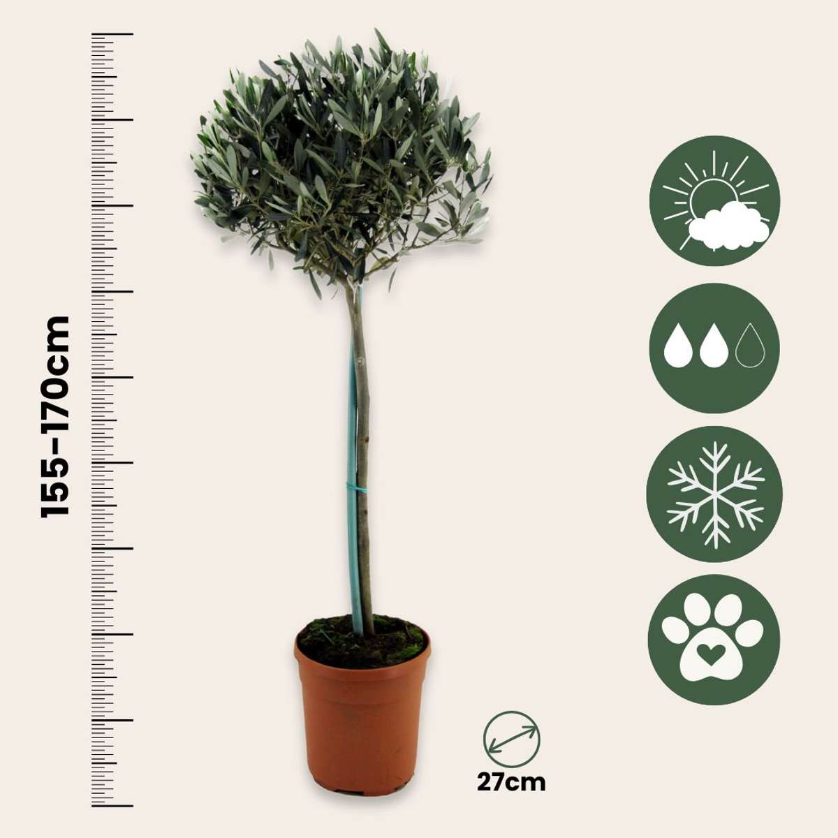 Măslin - Olea europaea - Înălţime 155-170cm - ⌀19cm