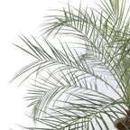 Curmal pigmeu - Phoenix roebelenii - Înălţime 80-90cm - ⌀21cm