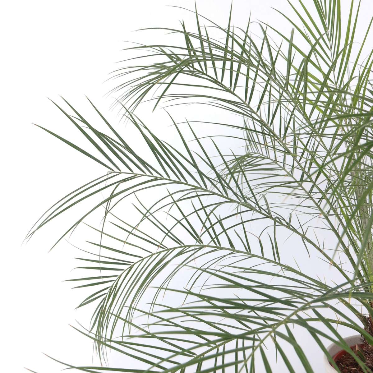 Curmal pigmeu - Phoenix roebelenii - Înălţime 80-90cm - ⌀21cm