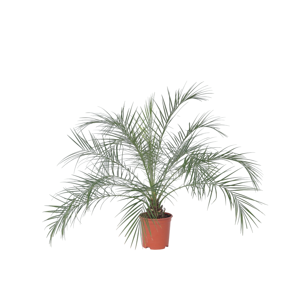 Curmal pigmeu - Phoenix roebelenii - Înălţime 80-90cm - ⌀21cm