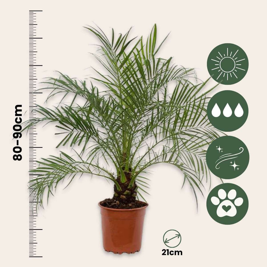 Curmal pigmeu - Phoenix roebelenii - Înălţime 80-90cm - ⌀21cm