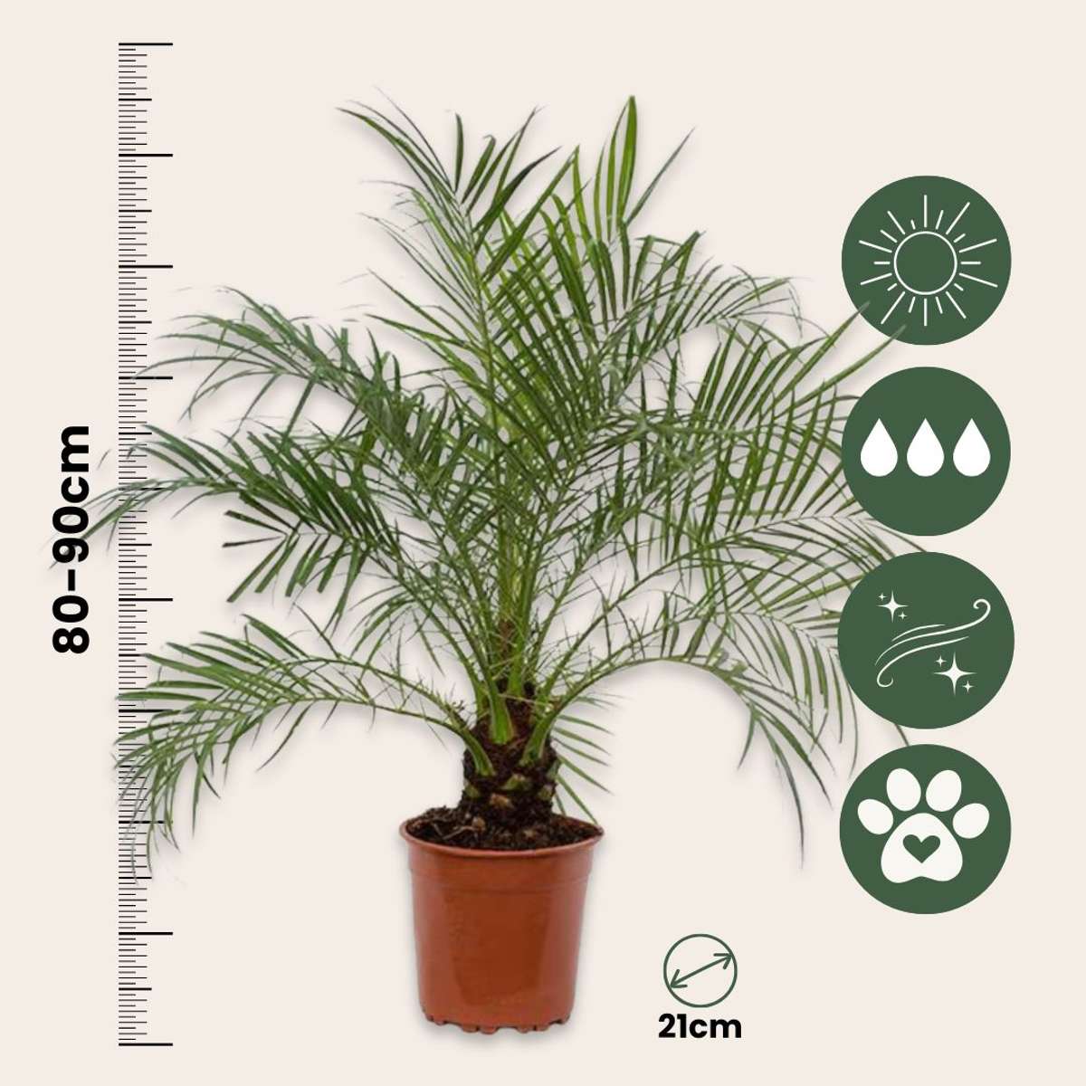Curmal pigmeu - Phoenix roebelenii - Înălţime 80-90cm - ⌀21cm