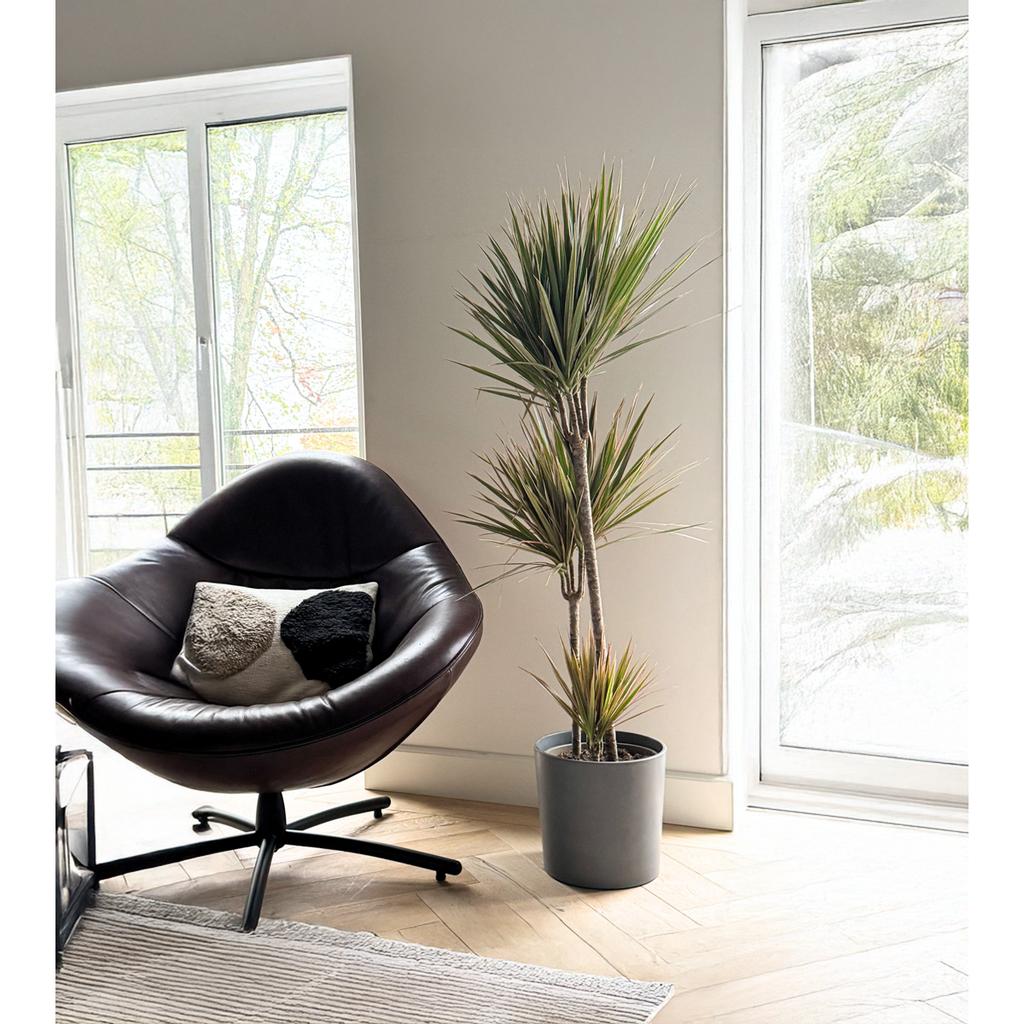 Dracena - Dracaena marginata 'Bicolor' - Înălţime 110-130cm - ⌀24cm