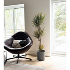 Dracena - Dracaena marginata 'Bicolor' - Înălţime 110-130cm - ⌀24cm