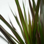 Dracena - 2 buc - Dracaena marginata 'Magenta' - Înălţime 70-80cm - ⌀17cm