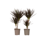 Dracena - 2 buc - Dracaena marginata 'Magenta' - Înălţime 70-80cm - ⌀17cm