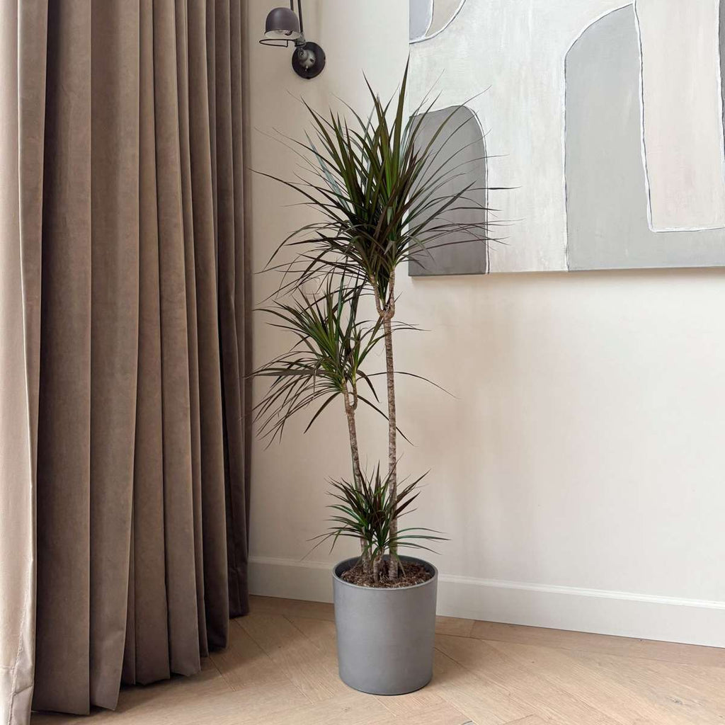 Dracena - Dracaena marginata 'Magenta' - Înălţime 110-130cm - ⌀24cm