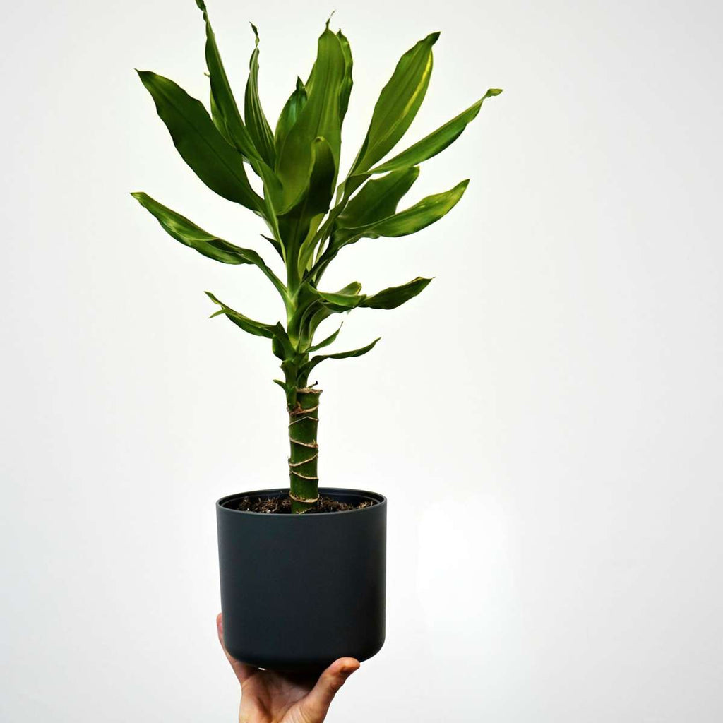 Dracena - 2 buc - Dracaena Deremensis 'Warneckei' - Înălţime 60-70cm - ⌀17cm