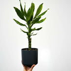 Dracena - 2 buc - Dracaena Deremensis 'Warneckei' - Înălţime 60-70cm - ⌀17cm