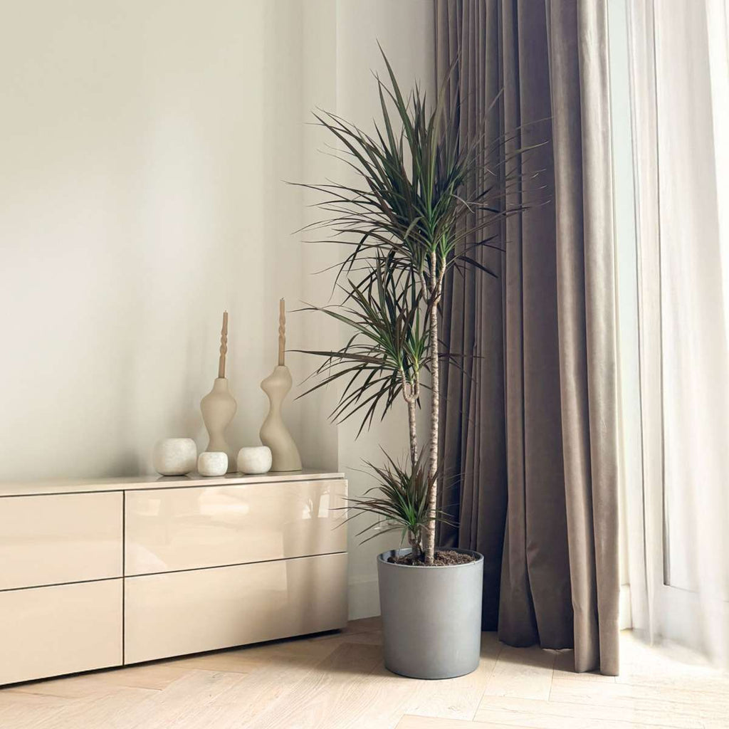 Dracena - Dracaena marginata 'Magenta' - Înălţime 110-130cm - ⌀24cm