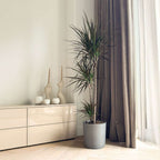 Dracena - Dracaena marginata 'Magenta' - Înălţime 110-130cm - ⌀24cm