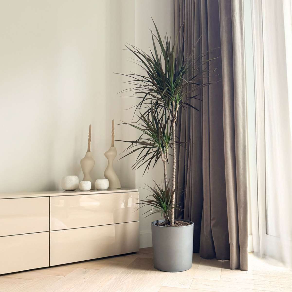 Dracena - Dracaena marginata 'Magenta' - Înălţime 110-130cm - ⌀24cm