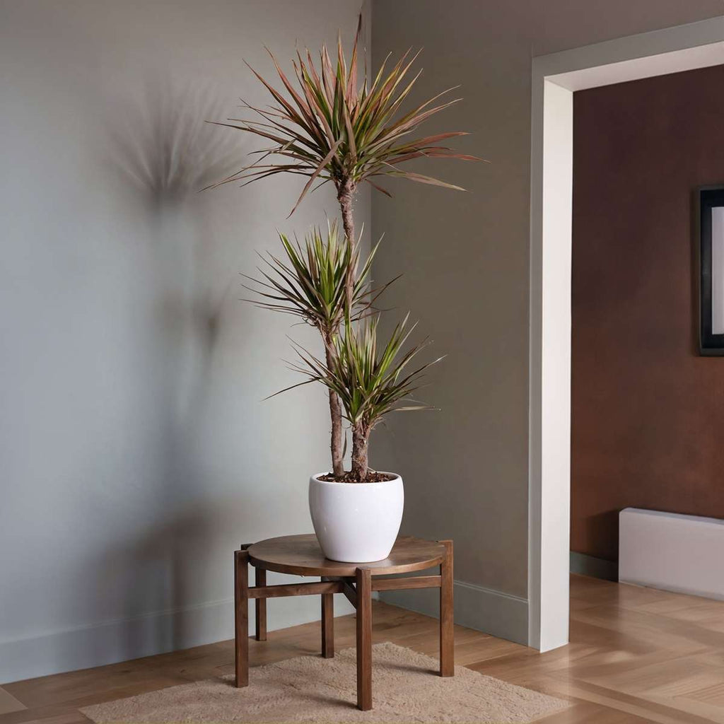 Dracena - Dracaena marginata 'Magenta' - Înălţime 110-130cm - ⌀24cm