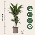 Dracena - Dracaena Deremensis 'Warneckei' - Înălţime 60-70cm - ⌀17cm