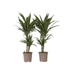 Dracena - 2 buc - Dracaena Deremensis 'Warneckei' - Înălţime 60-70cm - ⌀17cm