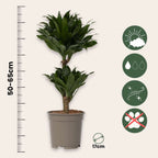 Dracena - Dracaena surculosa - Înălţime 50-65cm - ⌀17cm