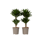 Dracena - 2 buc - Dracaena surculosa - Înălţime 50-65cm - ⌀17cm