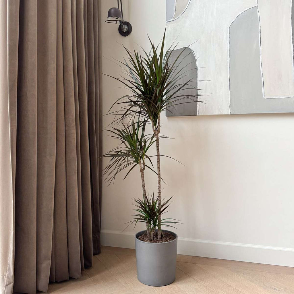 Dracena - Dracaena marginata - Înălţime 110-130cm - ⌀24cm