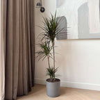 Dracena - Dracaena marginata - Înălţime 110-130cm - ⌀24cm