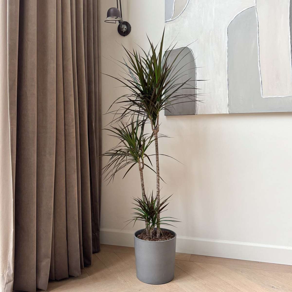 Dracena - Dracaena marginata - Înălţime 110-130cm - ⌀24cm