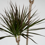 Dracena - Dracaena marginata - Înălţime 110-130cm - ⌀24cm