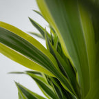 Dracena - Dracaena deremensis 'Lemon Lime' - Înălţime 60-70cm - ⌀17cm