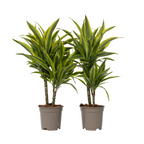 Dracena - 2 buc - Dracaena deremensis 'Lemon Lime' - Înălţime 60-70cm - ⌀17cm