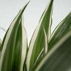 Dracena - 2 buc - Dracaena deremensis 'White Stripe' - Înălţime 60-70cm - ⌀17cm