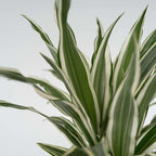 Dracena - 2 buc - Dracaena deremensis 'White Stripe' - Înălţime 60-70cm - ⌀17cm