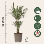 Dracena - 2 buc - Dracaena deremensis 'White Stripe' - Înălţime 60-70cm - ⌀17cm