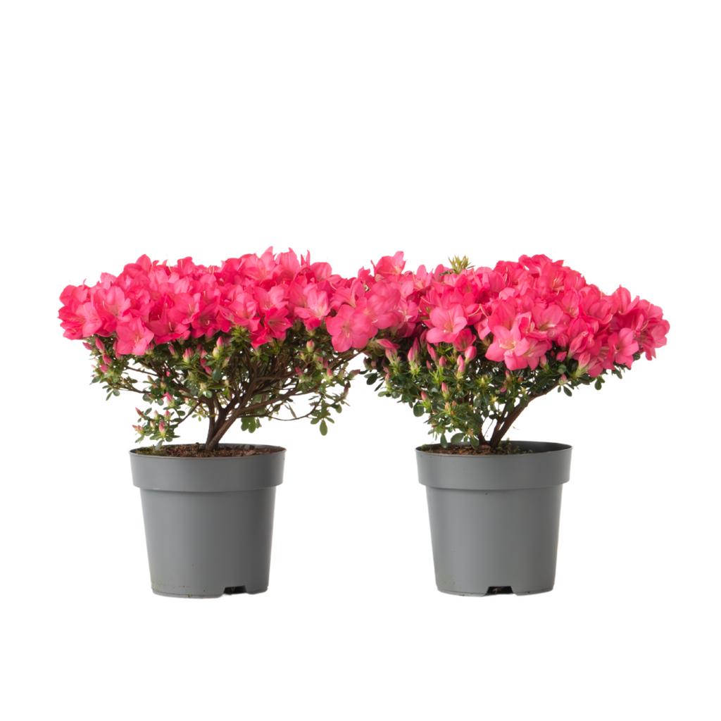 Rhododendron si Azalee - 2 buc - R. azalea 'Anouk' - Înălţime 25-40cm - ⌀17cm