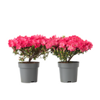 Rhododendron si Azalee - 2 buc - R. azalea 'Anouk' - Înălţime 25-40cm - ⌀17cm
