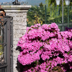 Rhododendron si Azalee - 4 buc - R. azalea 'Anouk' - Înălţime 25-40cm - ⌀17cm