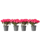 Rhododendron si Azalee - 4 buc - R. azalea 'Anouk' - Înălţime 25-40cm - ⌀17cm