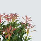 Tufiș de lăcrămioare - 2 buc - Pieris 'Forest Flame' - Înălţime 25-40cm - ⌀17cm