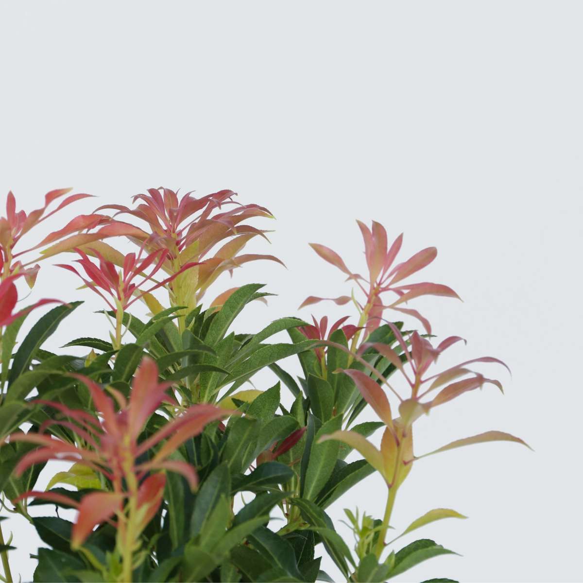 Tufiș de lăcrămioare - 2 buc - Pieris 'Forest Flame' - Înălţime 25-40cm - ⌀17cm