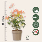 Tufiș de lăcrămioare - 2 buc - Pieris 'Forest Flame' - Înălţime 25-40cm - ⌀17cm