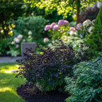 Soc negru - 4 buc - Sambucus nigra 'Black Lace' - Înălţime 25-40cm - ⌀17cm