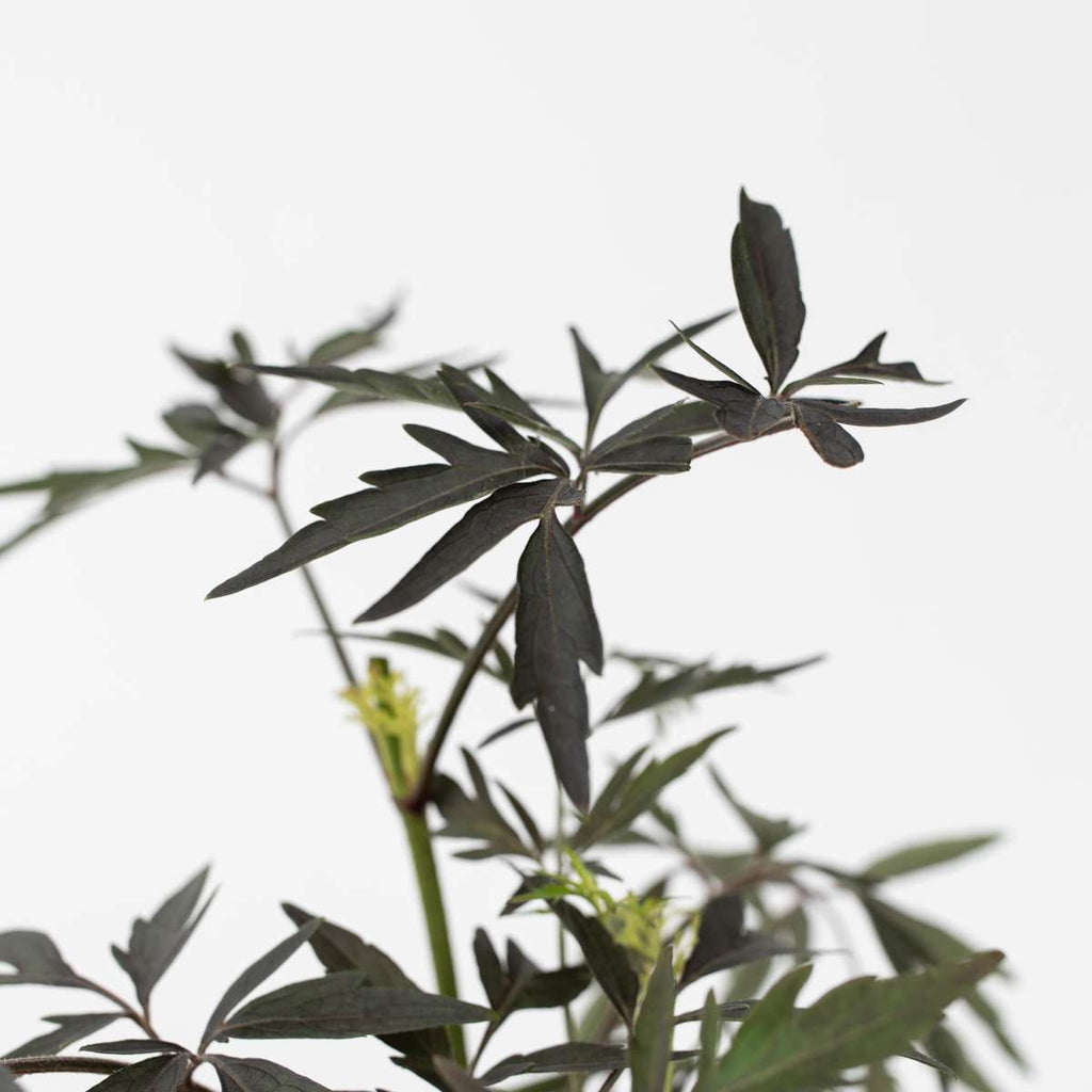 Soc negru - 4 buc - Sambucus nigra 'Black Lace' - Înălţime 25-40cm - ⌀17cm