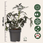 Soc negru - 4 buc - Sambucus nigra 'Black Lace' - Înălţime 25-40cm - ⌀17cm