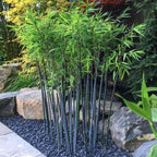 Tufa de bambus - 2 buc - Fargesia papyrifera 'Blue Dragon' - În. 30-40cm - ⌀13cm