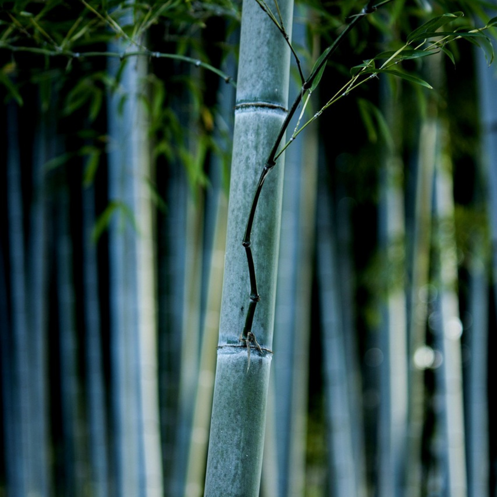 Tufa de bambus - 2 buc - Fargesia papyrifera 'Blue Dragon' - În. 30-40cm - ⌀13cm