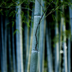 Tufa de bambus - 2 buc - Fargesia papyrifera 'Blue Dragon' - În. 30-40cm - ⌀13cm