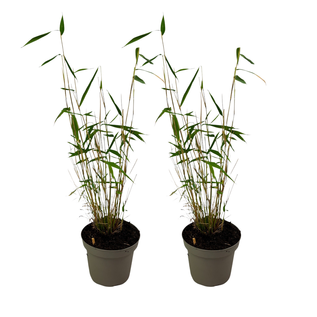 Tufa de bambus - 2 buc - Fargesia papyrifera 'Blue Dragon' - În. 30-40cm - ⌀13cm