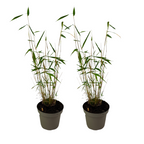Tufa de bambus - 2 buc - Fargesia papyrifera 'Blue Dragon' - În. 30-40cm - ⌀13cm