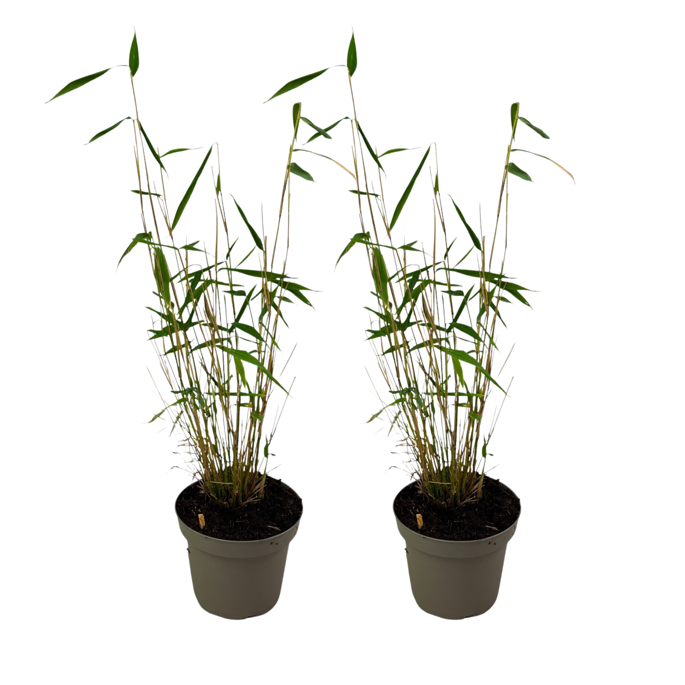 Tufa de bambus - 2 buc - Fargesia papyrifera 'Blue Dragon' - În. 30-40cm - ⌀13cm